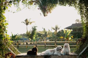 Interior de um hotel canino em Portugal