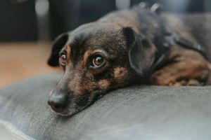 Cão ansioso à porta de um espaço desconhecido