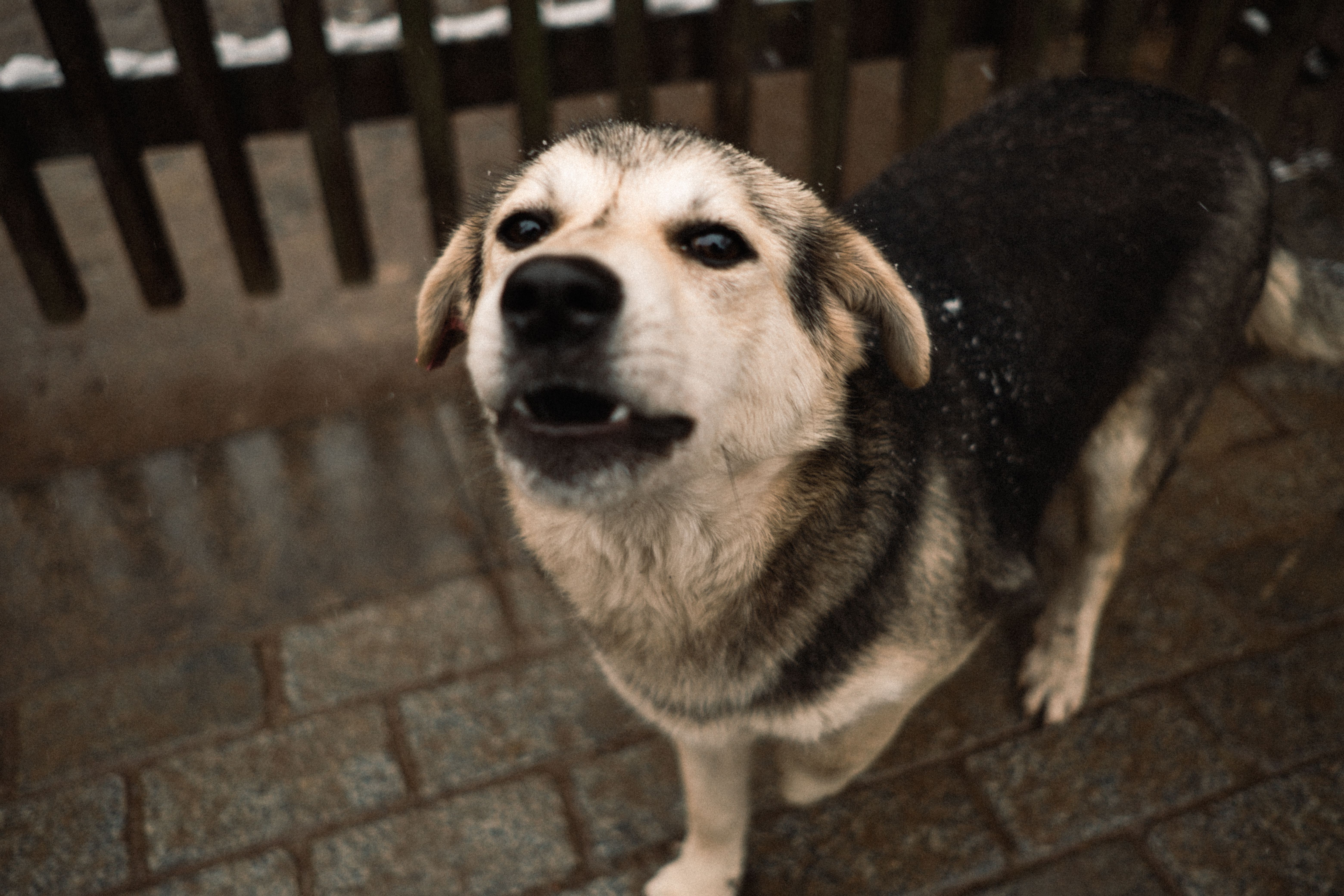 Cão reativo em tensão na trela